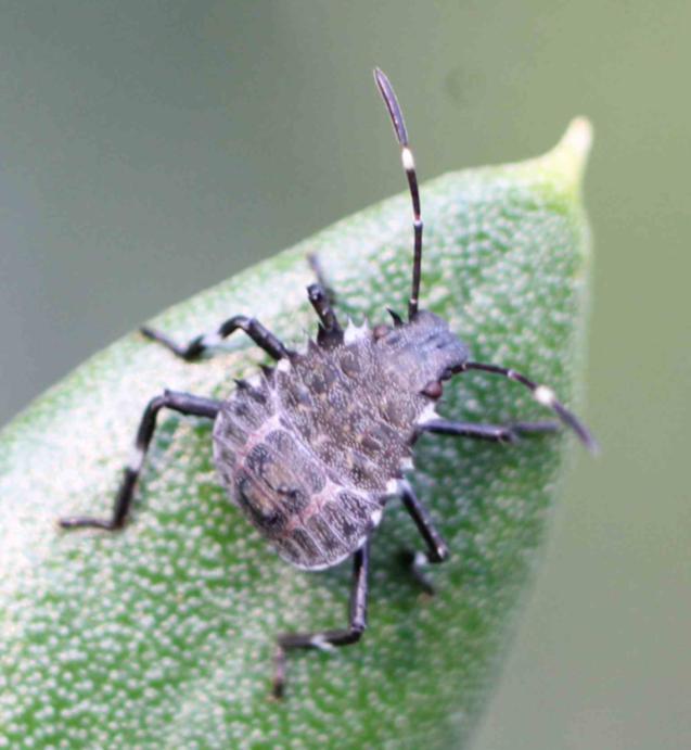 PARASSITI DI NUOVA INTRODUZIONE HALYMORPHA HALYS Halyomorpha halys appartiene all'ordine Hemiptera, (Rhychota), sottordine Heteroptera, famiglia Pentatomidae, è un insetto fitofago con apparato