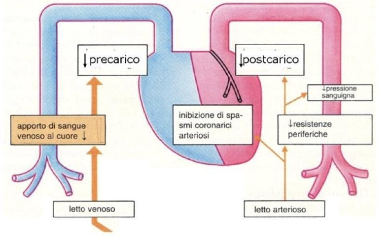 NITRODERIVATI: RIDUZIONE DELLAVORO CARDIACO E DEL CONSUMO DI OSSIGENO I nitroderivati riducono pre- e post-