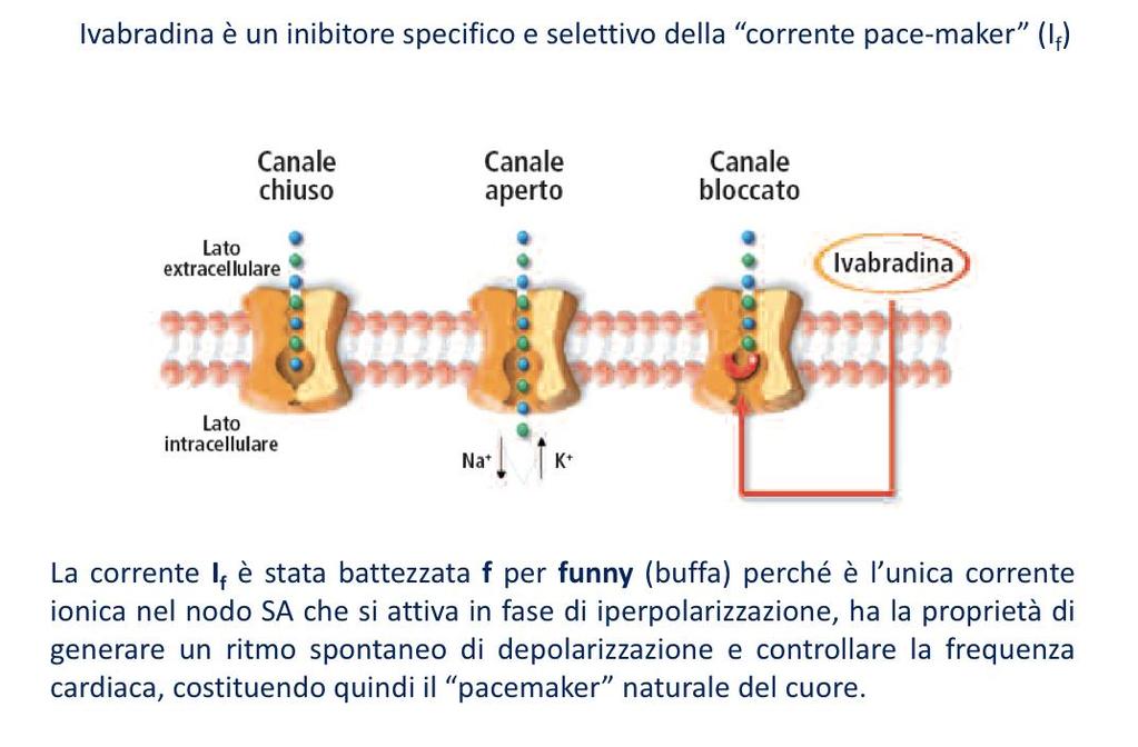 NUOVI