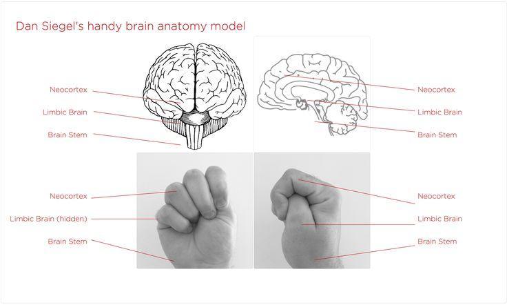 La mano-cervello di Siegel Neocorteccia Sistema Limbico Tronco encefalico Neocorteccia Sistema Limbico Tronco encefalico