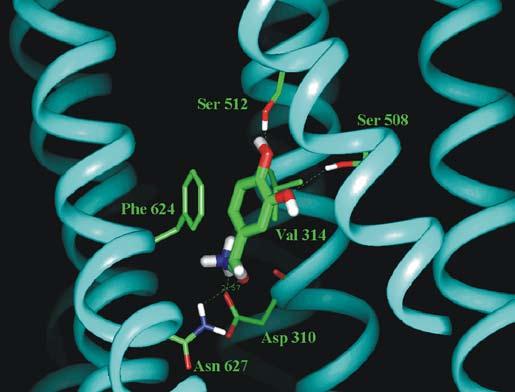 cerebrale profondo e origine delle vie nervose che usano la noradrenalina