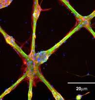 nervosi e grazie ai quali il cervello può svolgere le sue funzioni.