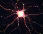 GENI Micrografia di un neurone dell ippocampo in cui