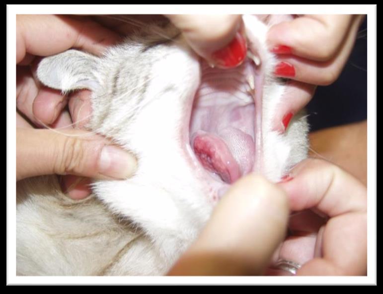 Cap. 2 Pattern clinici Dermatite eosinofilica Distribuzione delle lesioni nel CGE Cute con pelo