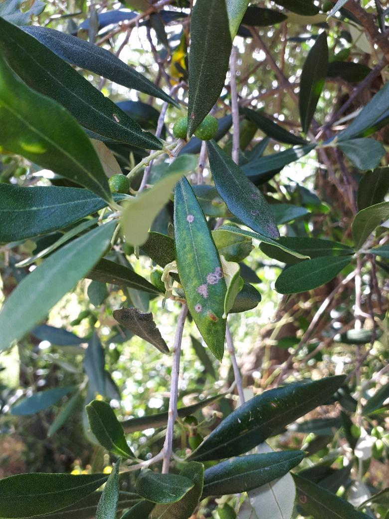 CICLOCONIO O OCCHIO DI PAVONE Spilocaea oleagina o Fusicladium oleaginum Malattia fungina molto diffusa e presente in tutti gli areali di coltivazione dell