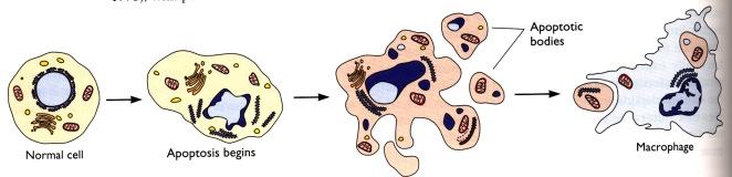 La cellula in apoptosi subisce