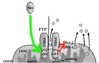 Regolazione mitocondriale da parte della Bcl2 family membri pro-apoptotici si legano