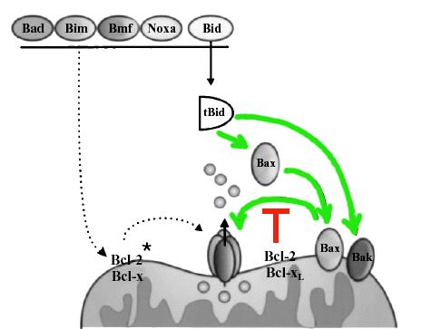 apertura BH3-only inducono la oligomerizzazione di Bax o Bak sul mitocondrio > canale