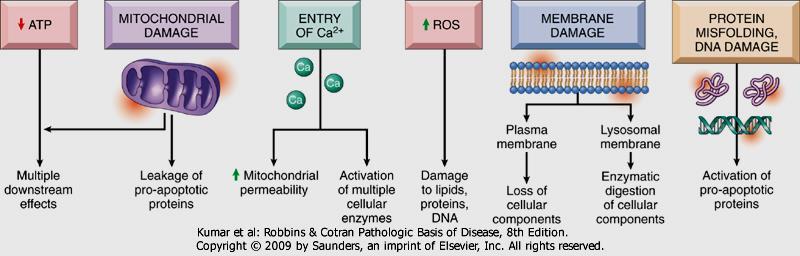 Il danno cellulare deriva dall azione di differenti meccanismi biochimici che agiscono su differenti componenti cellulari