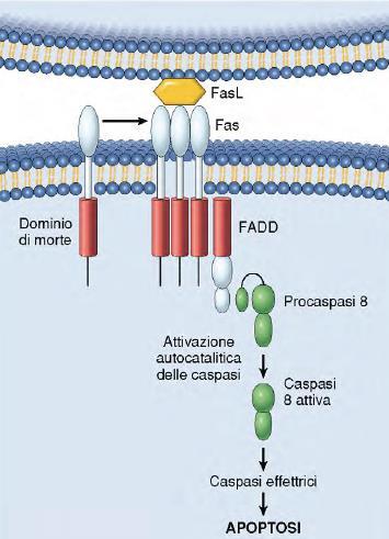 Via Estrinseca: i recettori di morte Ne sono noti almeno cinque, tra cui il recettore per il TNF e il Fas/Apo1/CD95 Rispondono a segnali di tipo omeostatico, generati da altre cellule dello stesso
