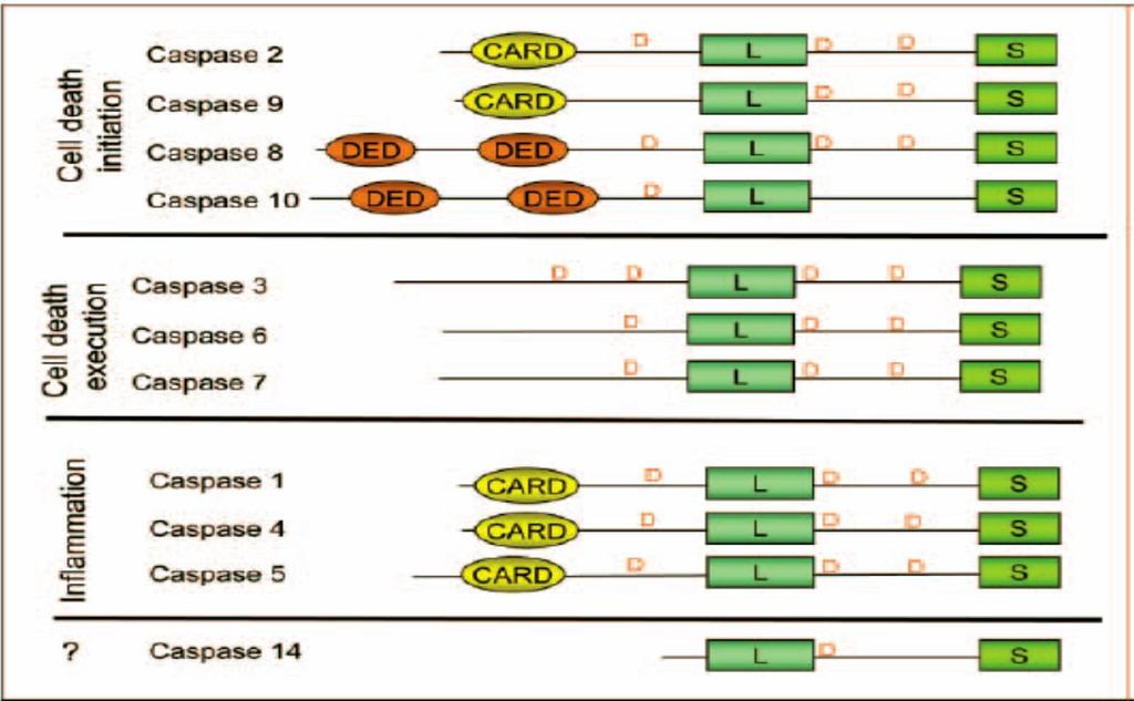 DD= death domain DED= death effector