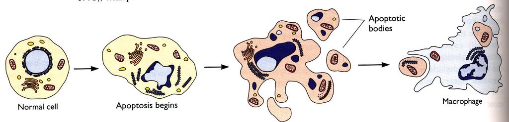 La cellula in apoptosi subisce modificazioni morfologiche e