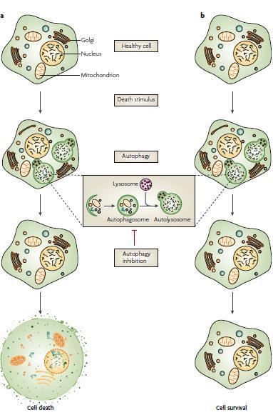 Morte cellulare con autofagia o morte