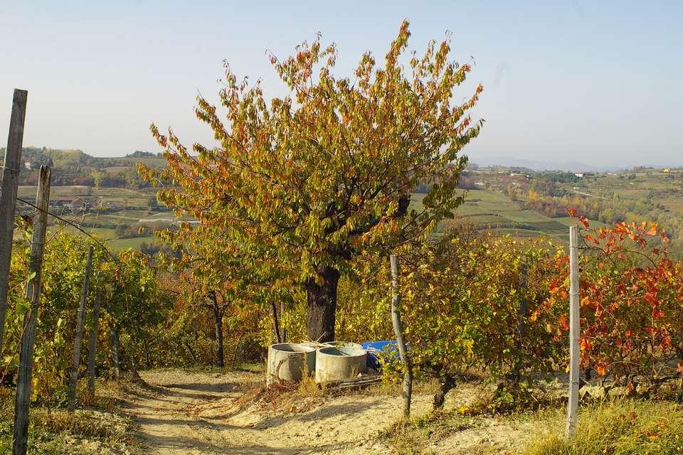 Paesaggi viticoli del Basso