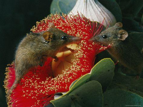 Opossum del miele su fiore di Eucalyptus, in questo genere l impollinazione può