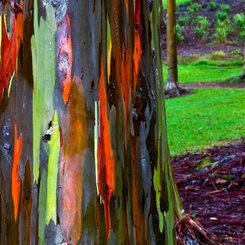 Corteccia di Eucalyptus deglupta, una specie diffusa nelle foreste equatoriali dell Oceania e dell Asia meridionale, che si spinge fino all emisfero boreale.