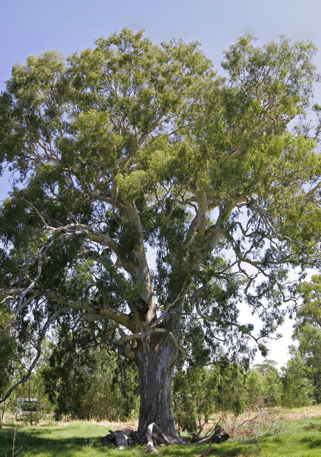 Eucalyptus camaldulensis, è una specie australiana molto diffusa in Italia, che può raggiungere i 40 m di altezza.
