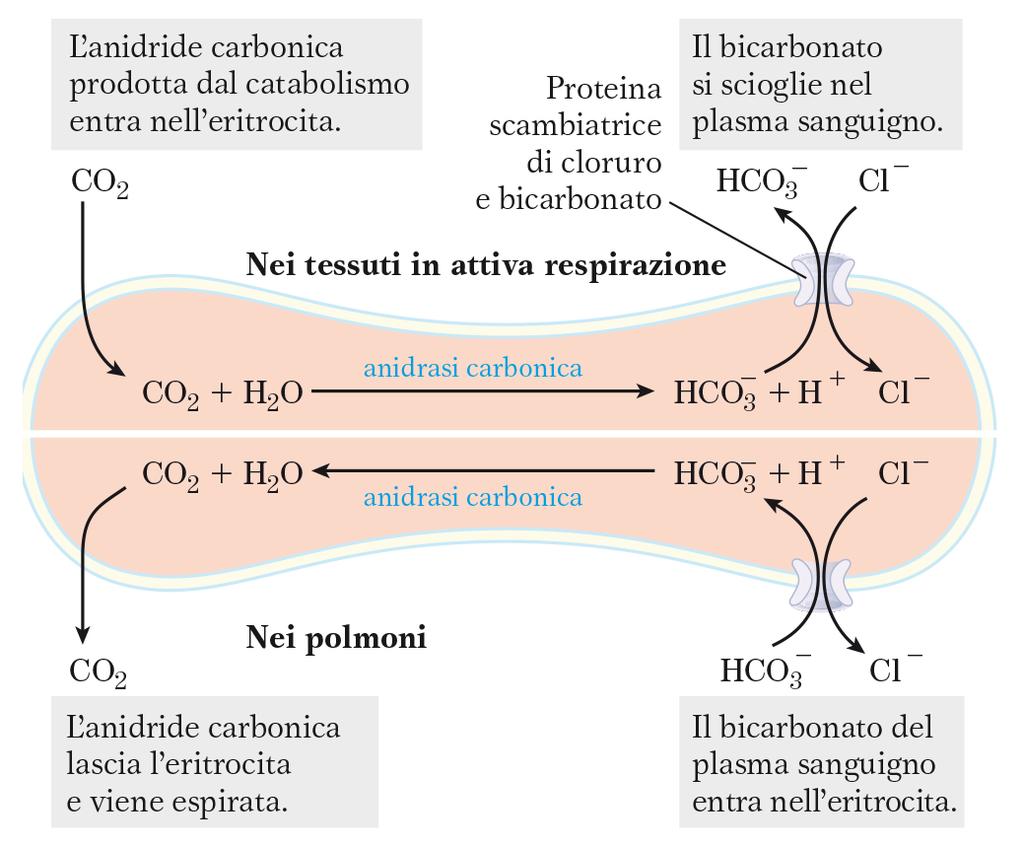 Gli eritrociti sono il sito principale di formazione di H + e HCO 3 - la dissociazione del acido carbonico ad anidride carbonica ed acqua è un processo piuttosto lento, che richiede l