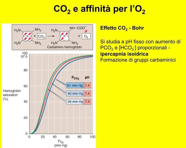 CO 2 riduce l affinità dell Hb