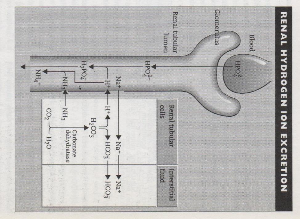 ioni H+ vengono utilizzati per il riassorbimento del bicarbonato nel tubulo prossimale Il principale sistema tampone urinario