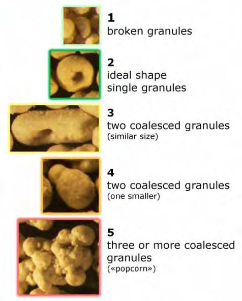 uniti (dimensione diversa) Morfologia dei granuli 5 Tre o più