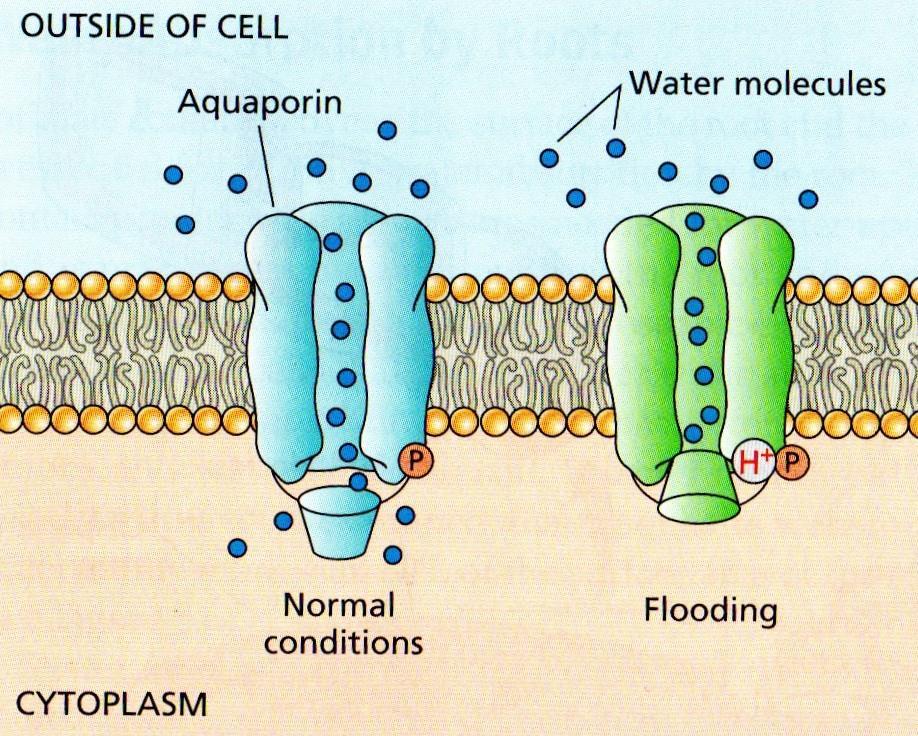 PIANTA Radice l acqua passa attraverso le membrane cellulari grazie alle ACQUAPORINE Le ACQUAPORINE si chiudono per