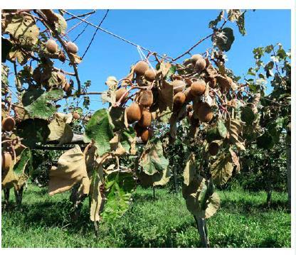 In actinidia Effetto della sommersione sulla conduttanza stomatica Sono sufficienti due-tre ore di sommersione per una drastica diminuzione Dopo un giorno di sommersione la