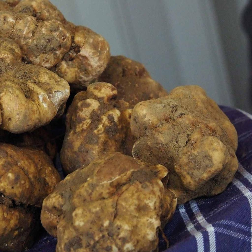 Tartufo Bianco White truffle TARTUFO BIANCO EXTRA IN SALAMOIA