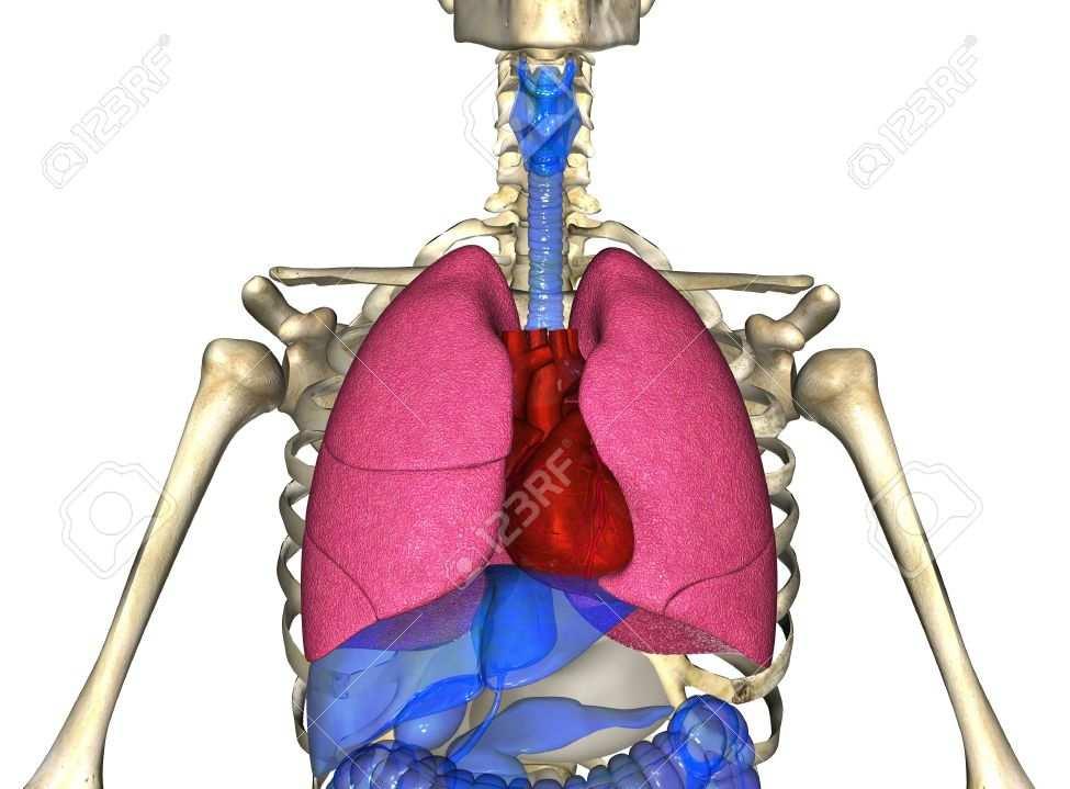 Il cuore è costituito da un muscolo striato detto MIOCARDIO, involontario e dotato di capacità contrattile propria.