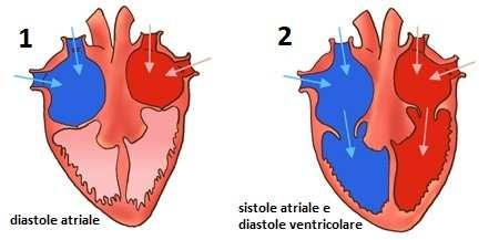 IL CICLO CARDIACO L attività cardiaca consiste in momenti di rilassamento del muscolo cardiaco (diastole) e momenti di contrazione (sistole).