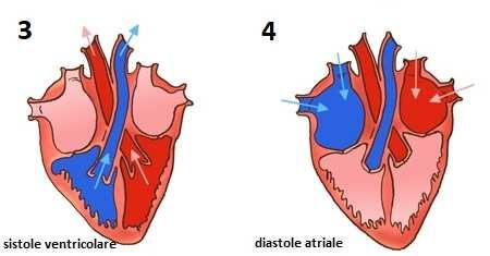 spingendo il sangue nei ventricoli.