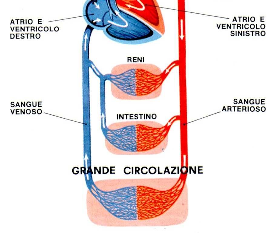 ventricolo sinistro parte la grande circolazione.