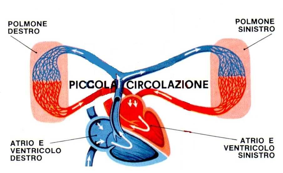 PICCOLO CIRCOLO (piccola circolazione o circolazione polmonare) Quando l atrio destro si contrae spinge Il sangue povero di ossigeno e ricco di anidride carbonica nel ventricolo destro attraverso la