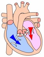 Il Cuore Quando il muscolo cardiaco si rilassa (diastole) diventa come un sacco vuoto che può riempirsi del sangue che