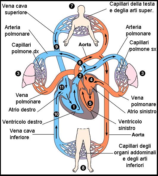 La Circolazione Sanguigna Le arterie e le vene formano un sistema di