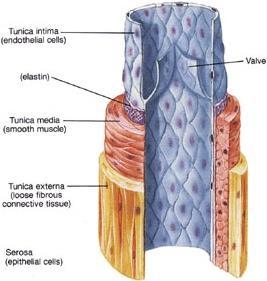 Vene Le pareti delle vene sono molto più sottili di quelle delle arterie in quanto non