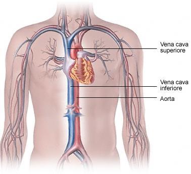 I Grandi Vasi Sanguigni L aorta è la più grande arteria del