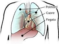 Il Cuore Il cuore è l organo principale dell apparato circolatorio; è