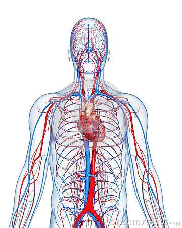 Il Cuore Con tali contrazioni, il cuore assicura la circolazione del sangue in due circuiti,