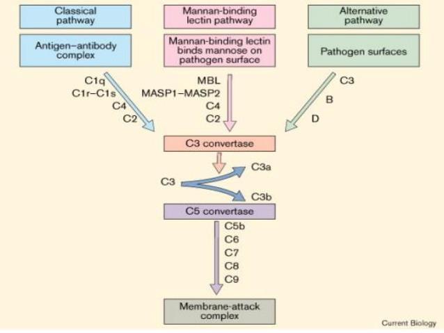 Beta 1 e 2 globuline SISTEMA DEL COMPLEMENTO Gruppo di proteine plasmatiche (circa 30) sintetizzate dal fegato come zimogeni Partecipa alla risposta immunitaria innata