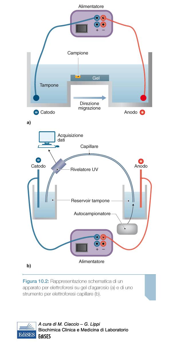 ELETTROFORESI CAPILLARE La corsa elettroforetica avviene in fase liquida in un capillare di silice fusa riempito di soluzione elettrolitica Metodo di analisi molto rapido e ad alta