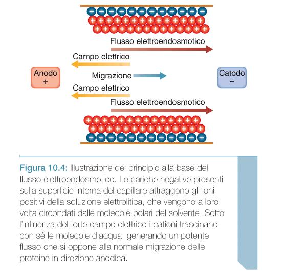 ELETTROFORESI CAPILLARE Campioni di siero Le proteine vengono trascinate