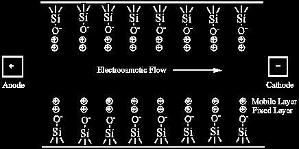 elettroferogramma che riporta la risposta del detector in funzione del