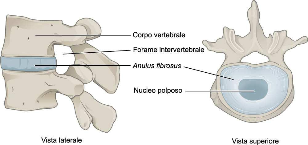 connettivo denso e cartilagine - Grossi fasci
