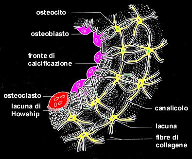Tessuto osseo Forma specializzata di connettivo caratterizzata dalla mineralizzazione zazione della matrice extracellulare che conferisce al tessuto una notevole resistenza e durezza.