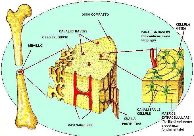 COMPONENTI DEL TESSUTO OSSEO Cellule: osteoblasti osteociti osteoclasti osteoprogenitrici Matrice organica