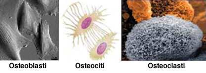 OSTEOCLASTI - Cellule voluminose multinucleate -