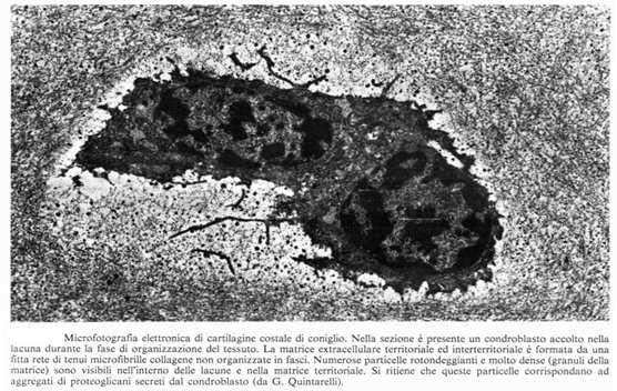 CELLULE DEL TESSUTO CARTILAGINEO Condrociti: possono essere binucleati contengono lipidi, glicogeno e acqua hanno forma variabile in funzione della localizzazione Condroblasti: ricchi