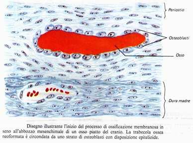 Ossificazione diretta o intramembranosa - Tipica delle ossa piatte Nel tessuto mesenchimatico riccamente vascolarizzato, le cellule mesenchimatiche differenziano in
