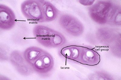 CELLULE DEL TESSUTO CARTILAGINEO (condrociti( condrociti) Quelli più periferici hanno forma ovoidale, mentre quelli presenti nella parte più interna della cartilagine sono più rotondeggianti.